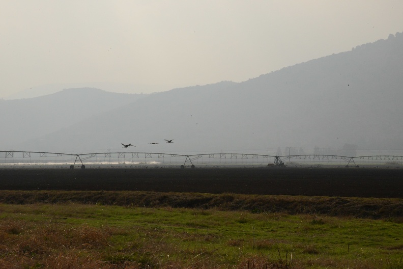 cranes in flight over the irrigation system.JPG